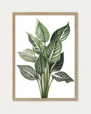 Botanica Wall Art Print