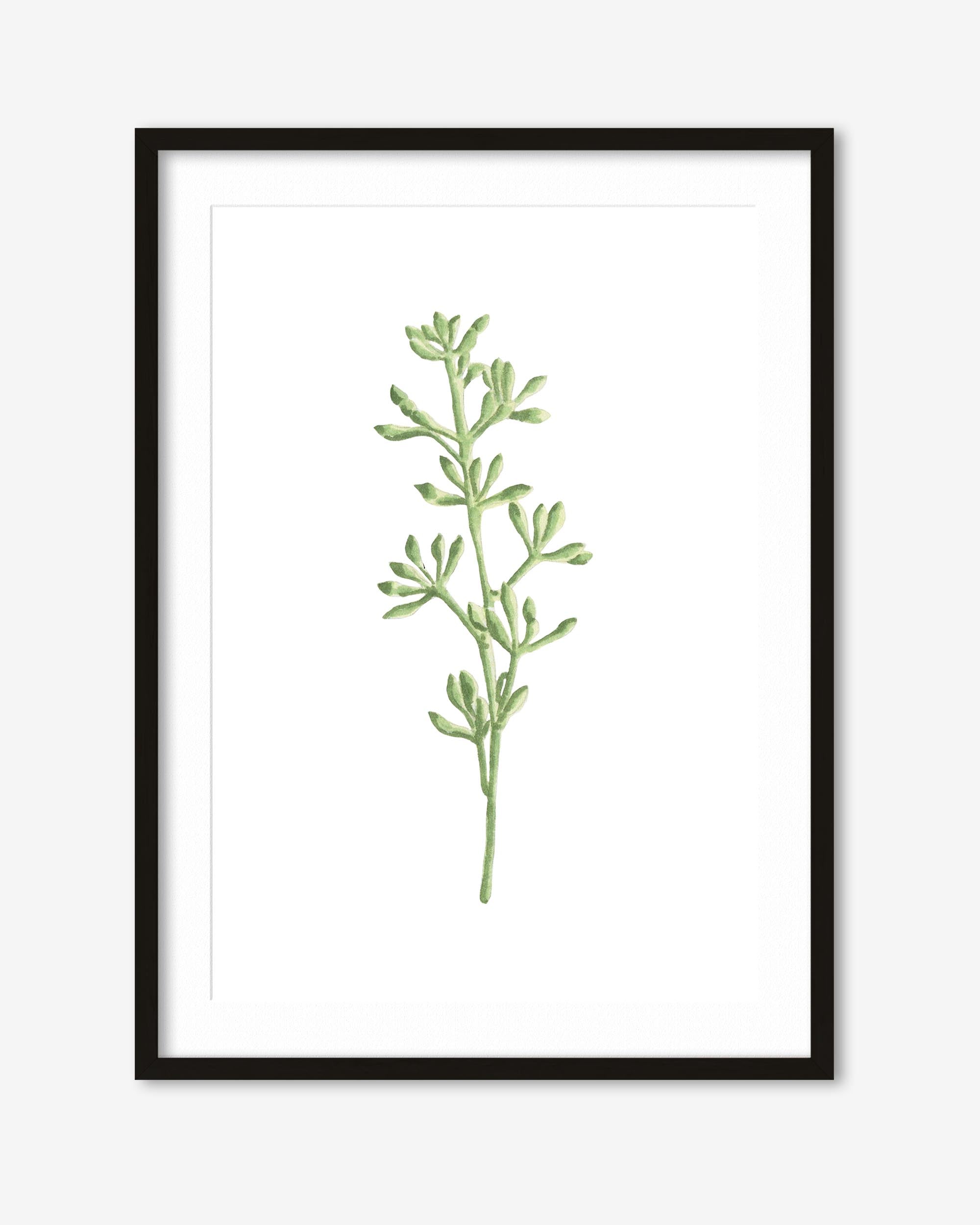Framed artwork of a green plant on a white background