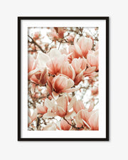 Magnolia Pink Flowers Art Print
