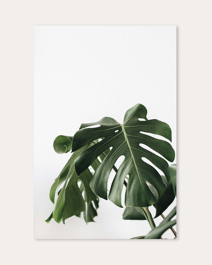 Monstera Swiss Cheese Plant Wall Art Print