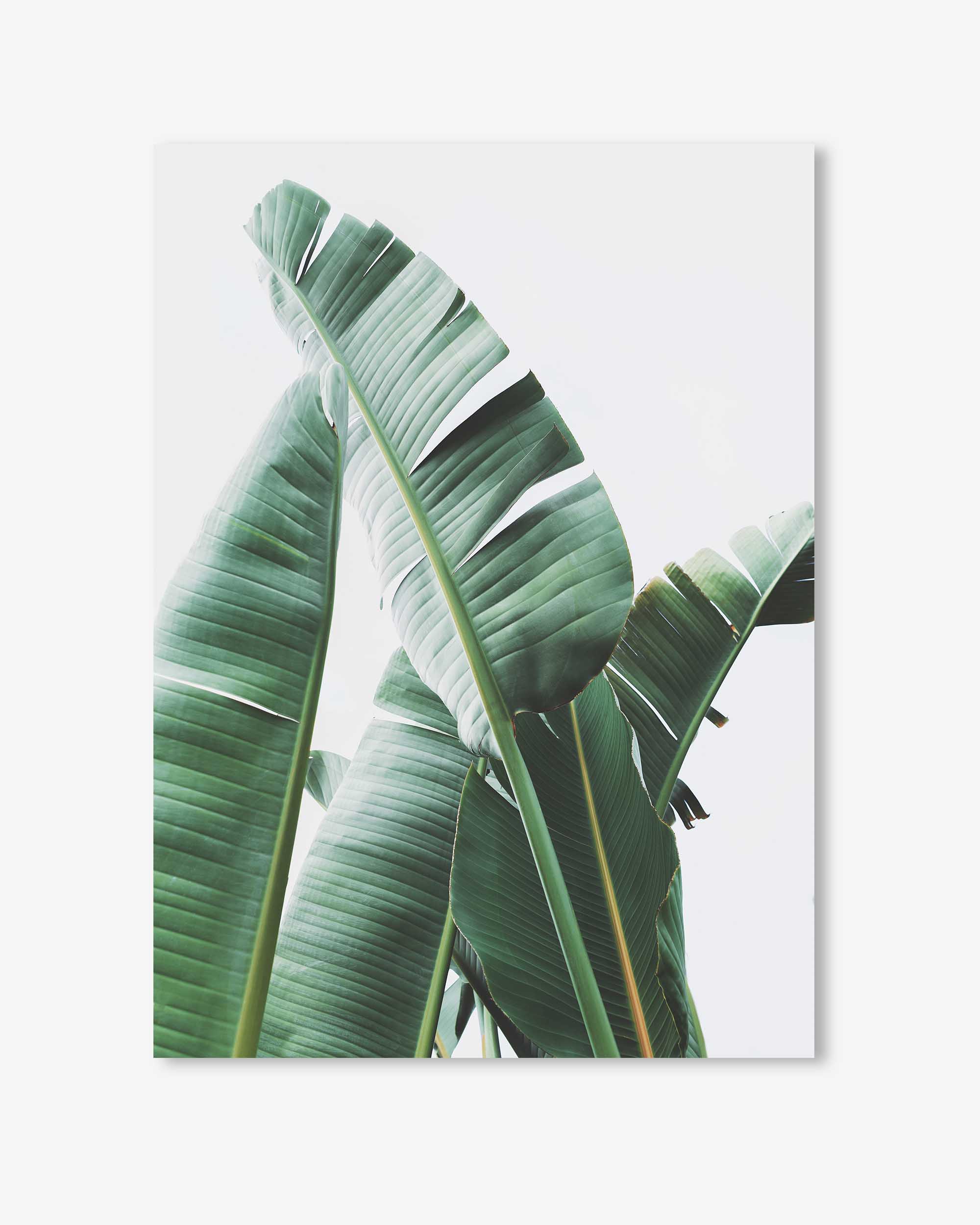 Banana Leaf Wall Art Print