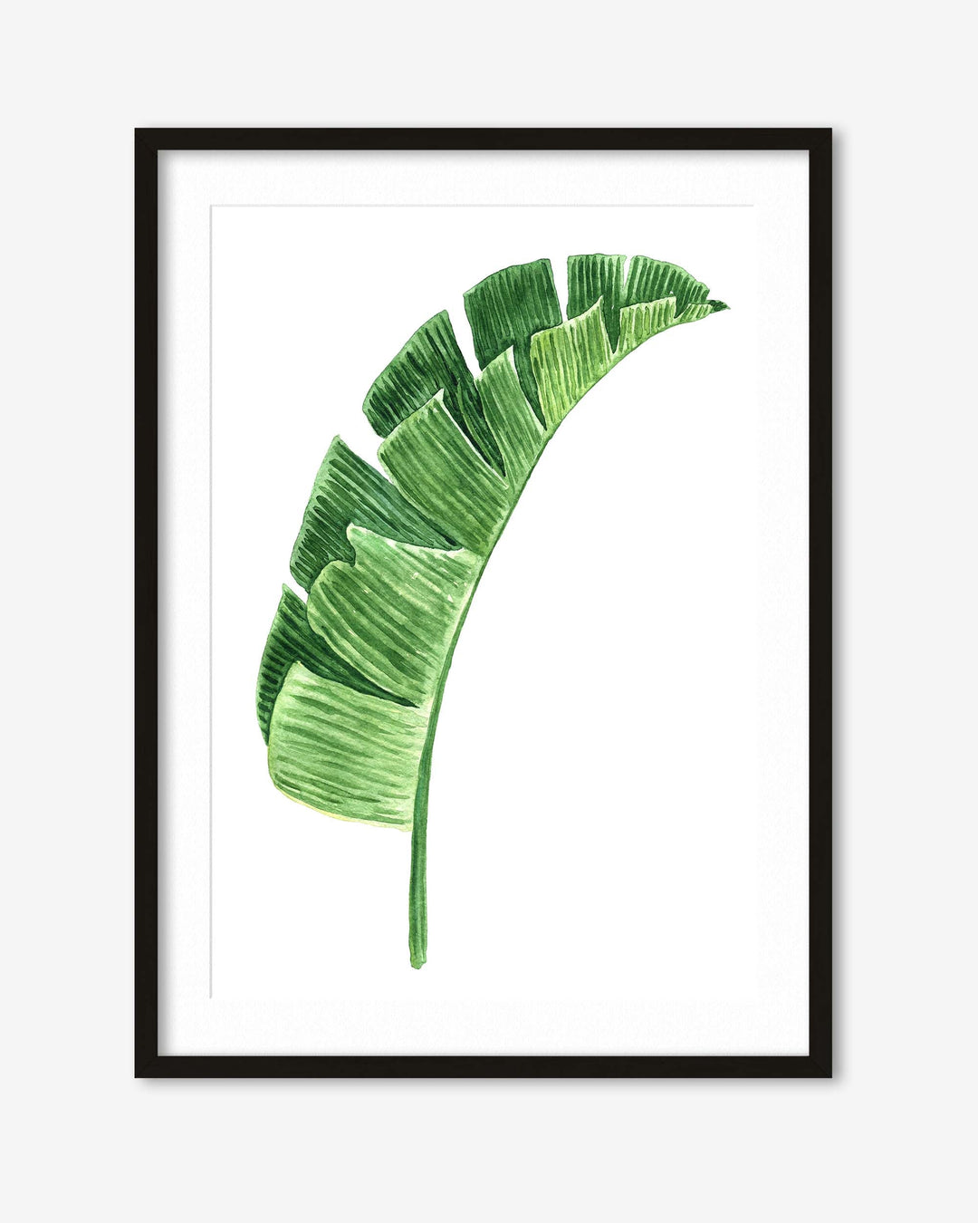 framed in a black frame a botanical art print