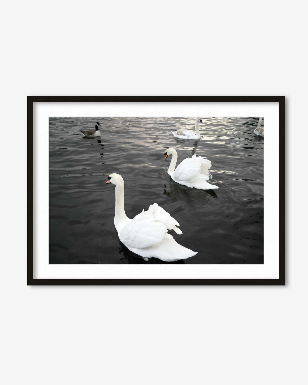 Framed photograph of two swans on water with a black frame.