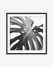 Framed black and white leaf print on a white background