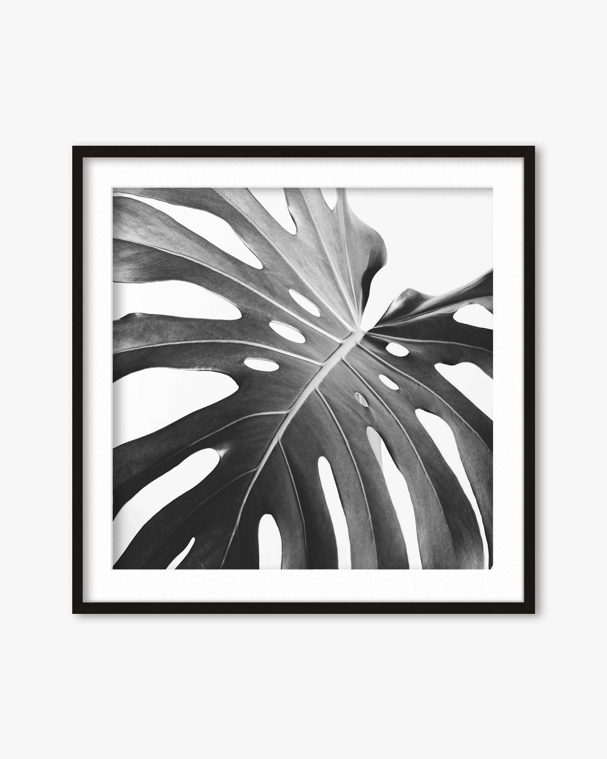 Framed black and white leaf print on a white background