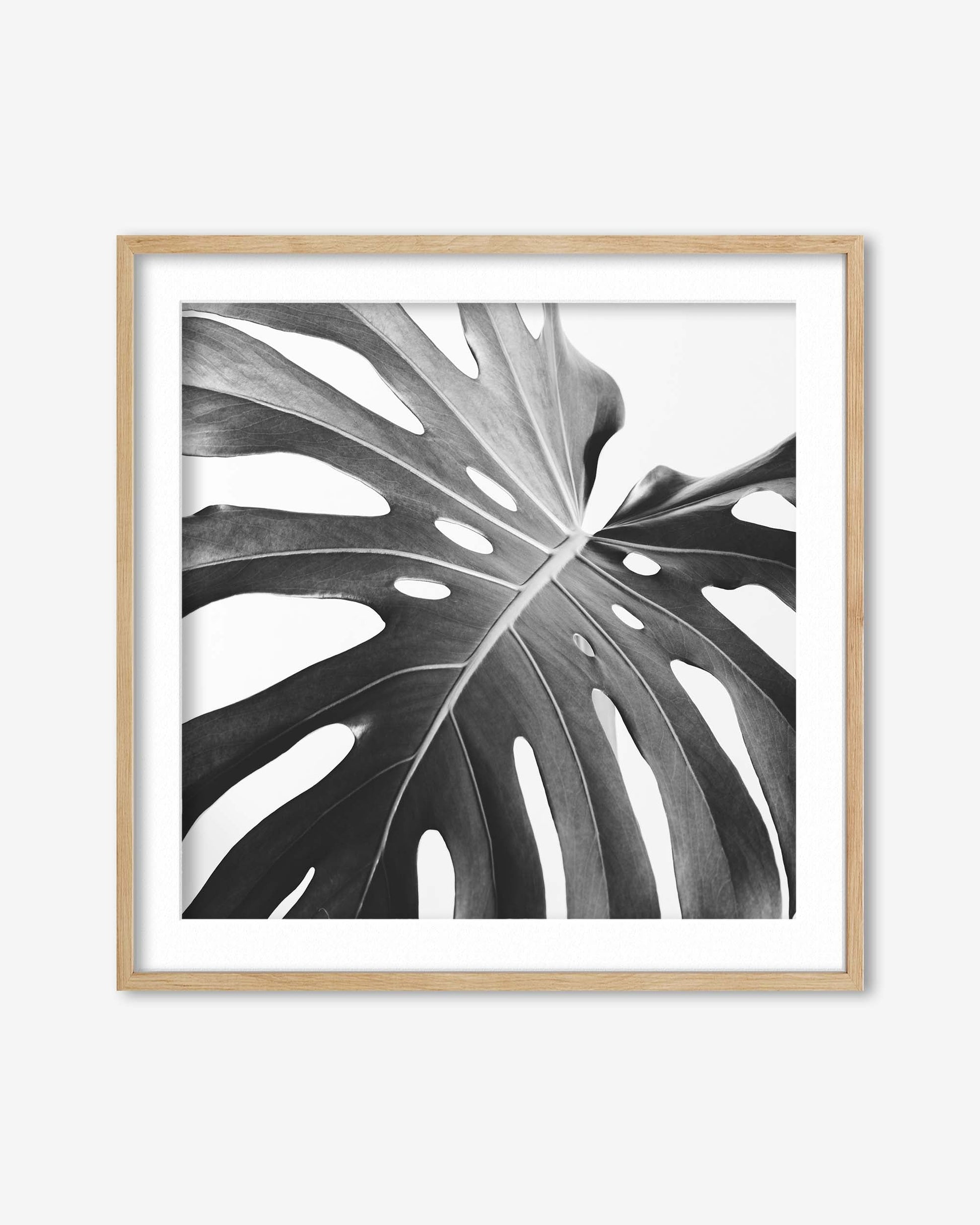 Framed artwork of a monstera leaf on a white background