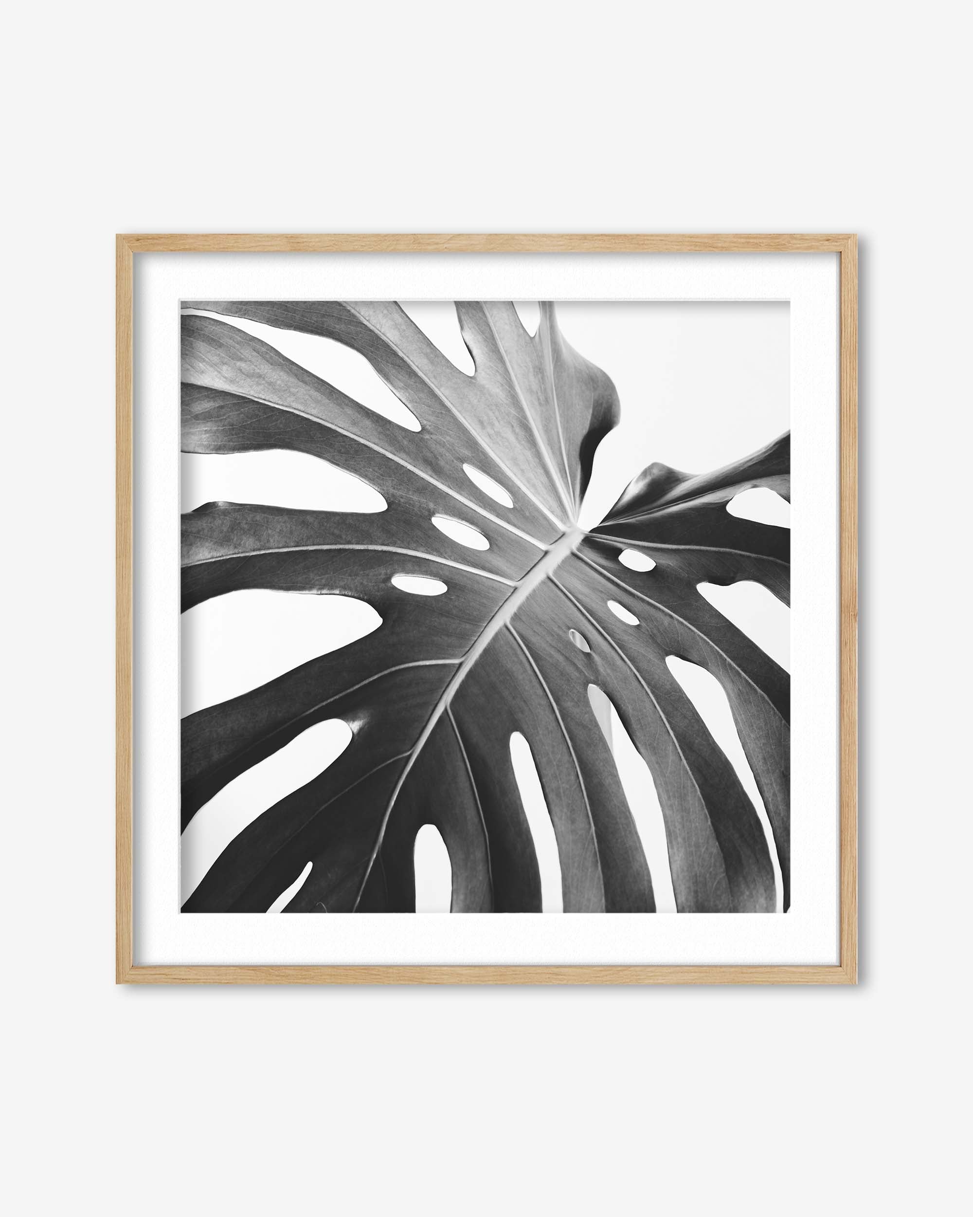 Framed artwork of a monstera leaf on a white background
