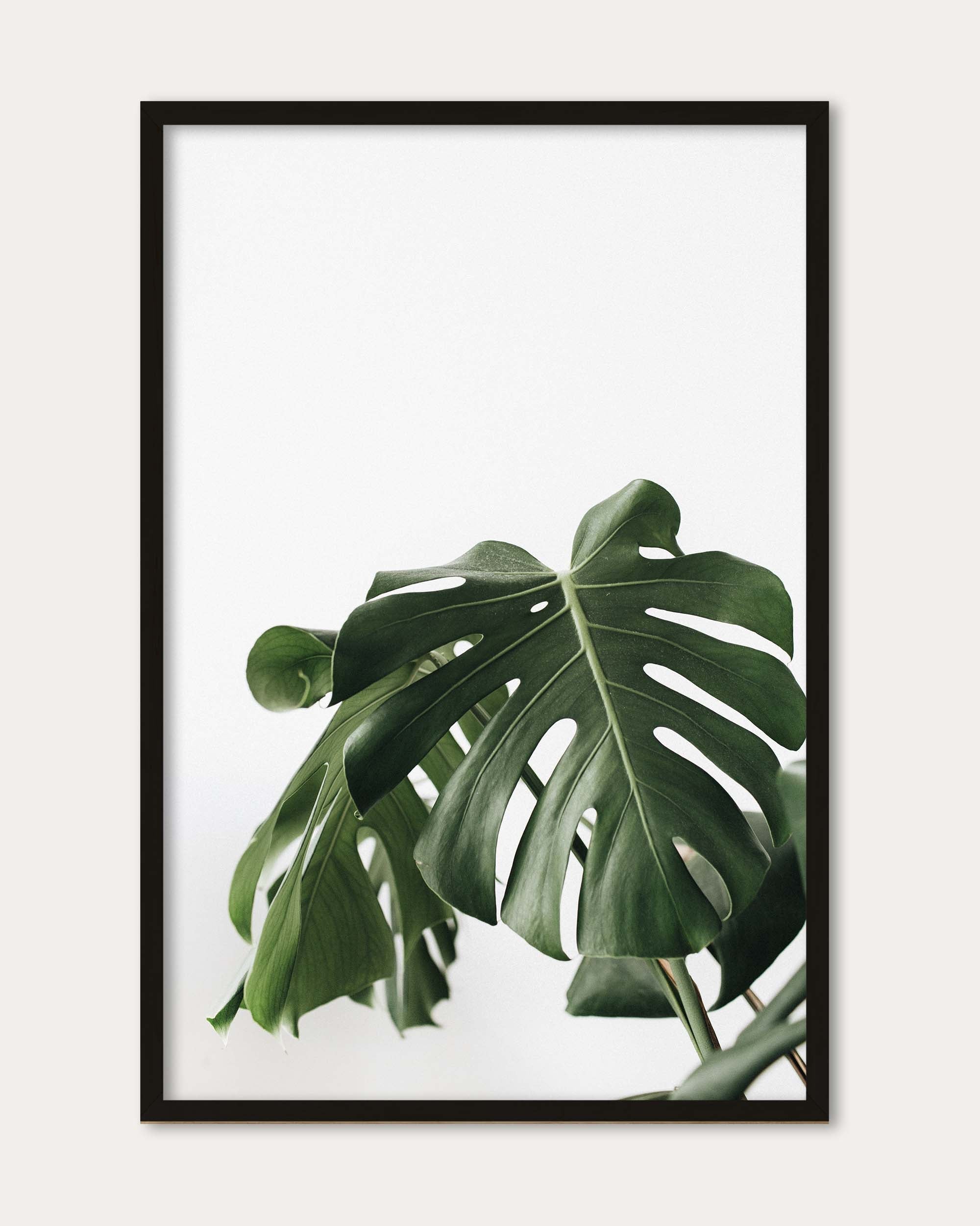Monstera Swiss Cheese Plant Wall Art Print