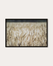 Wheat Field Wall Art Print