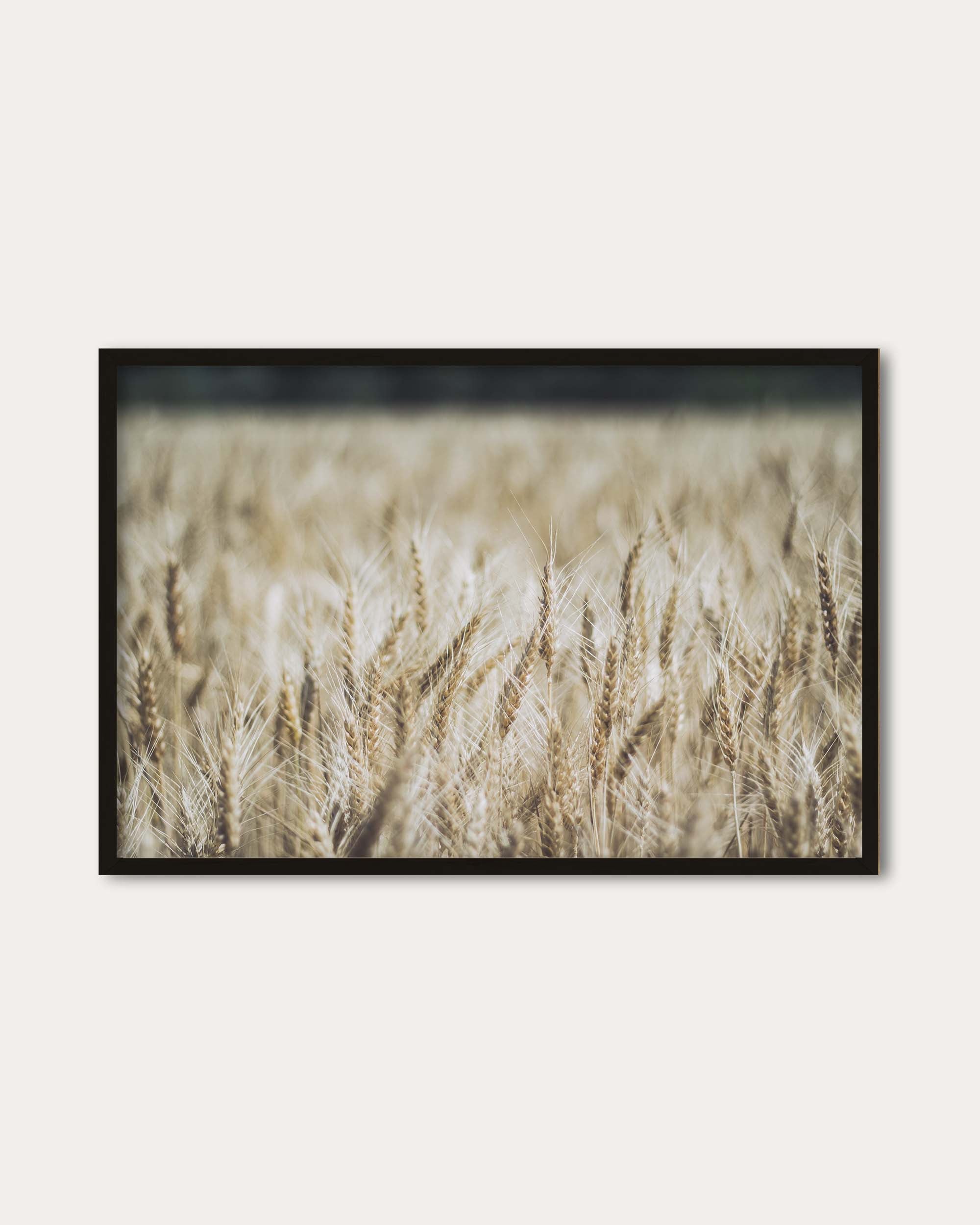 Wheat Field Wall Art Print