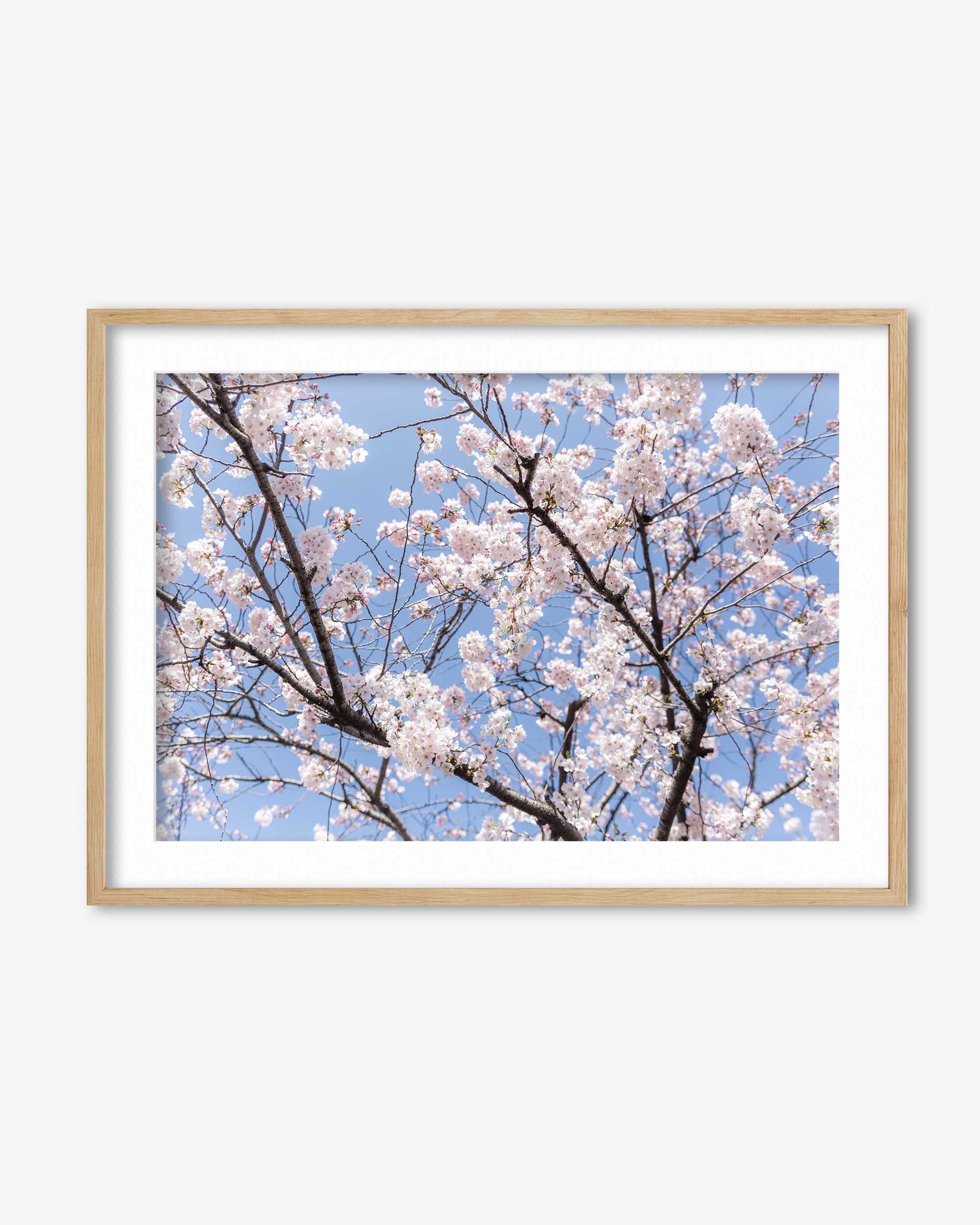 Blossoms Wall Art Print