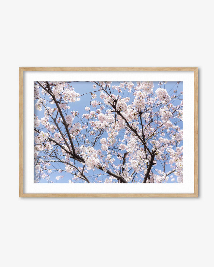 Blossoms Wall Art Print