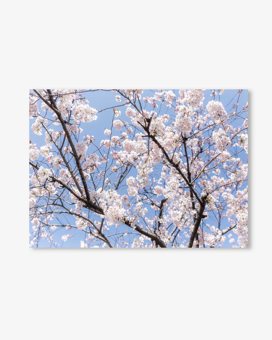 Blossoms Wall Art Print