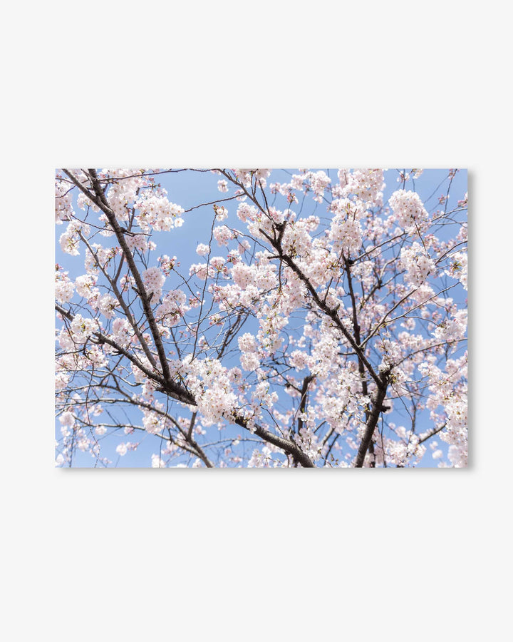 Blossoms Wall Art Print