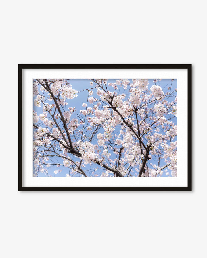 Blossoms Wall Art Print