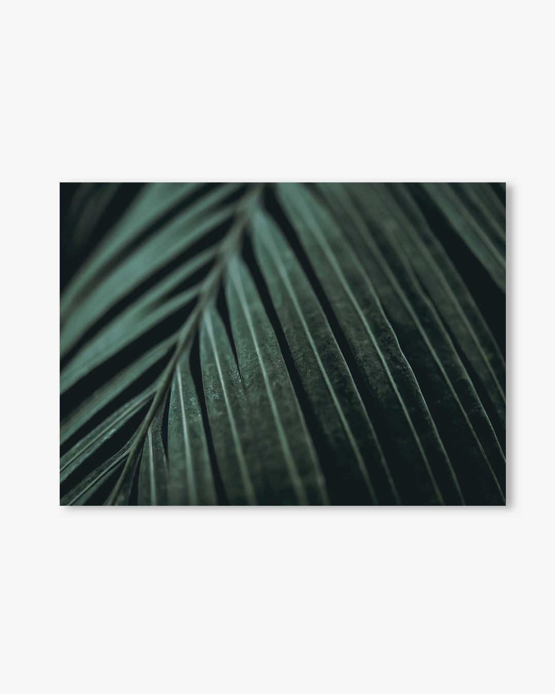 Delicate Leaf Wall Art Print