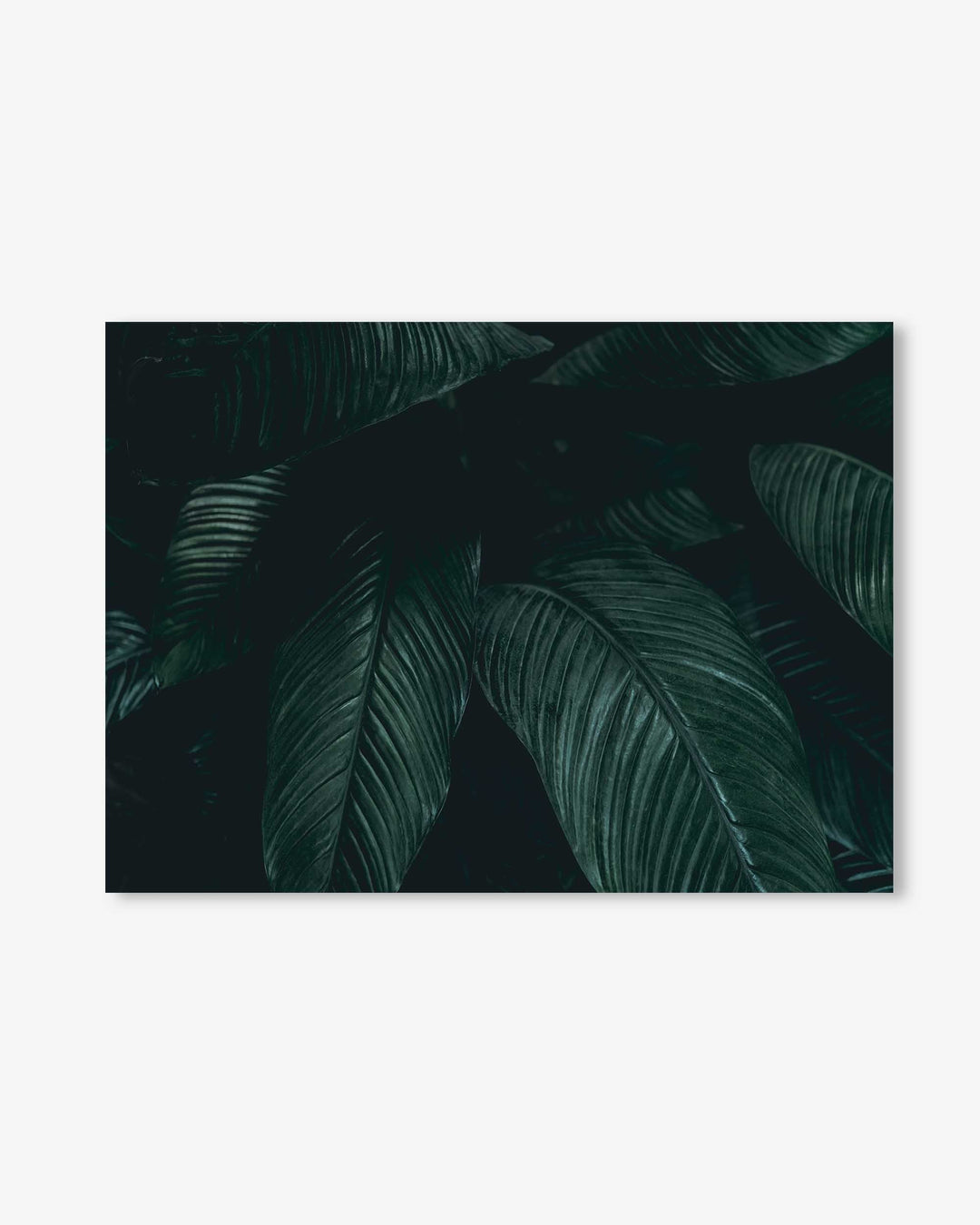 Tropical Leaf II Wall Art Print