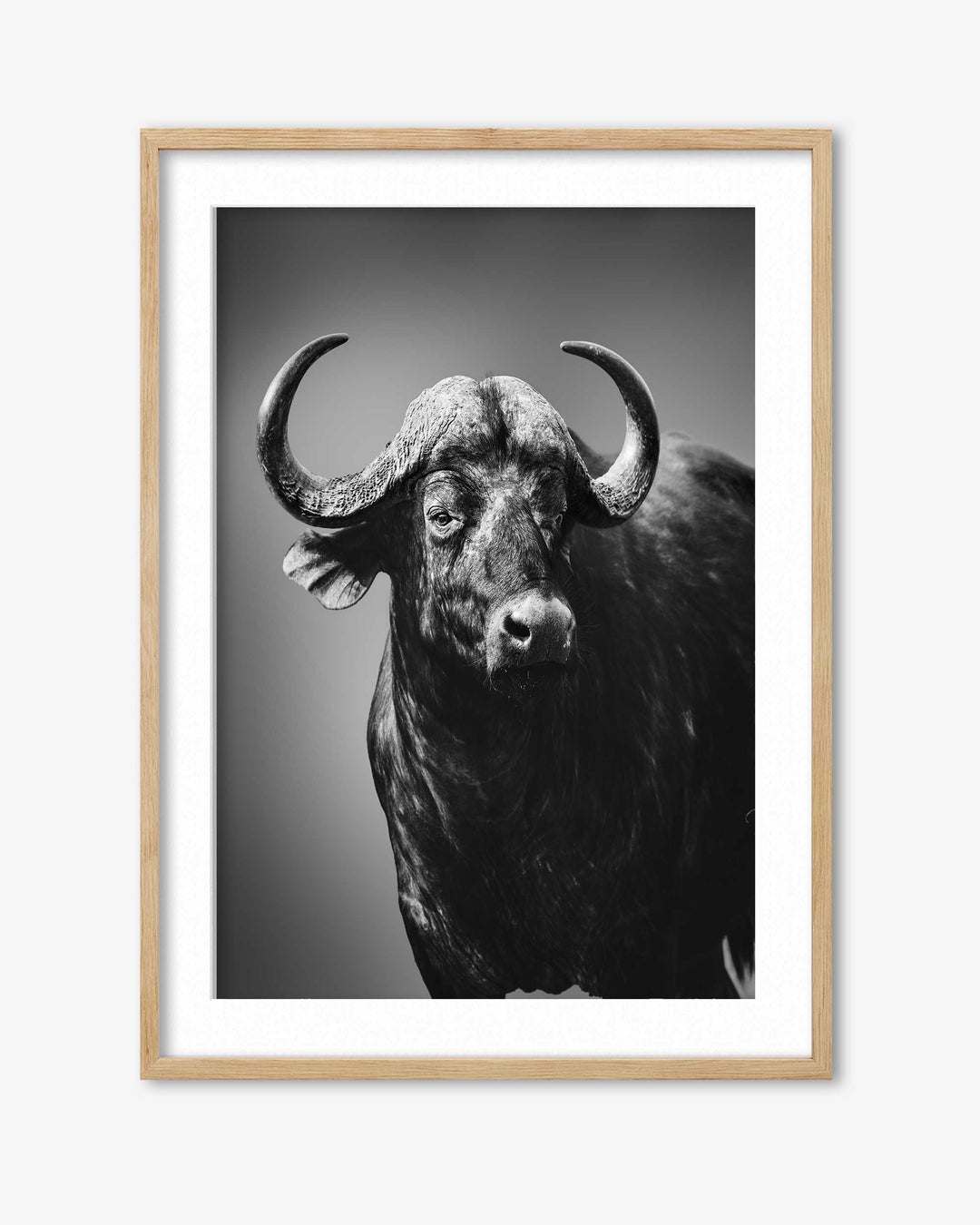 Framed black and white photograph of a buffalo on a gray background