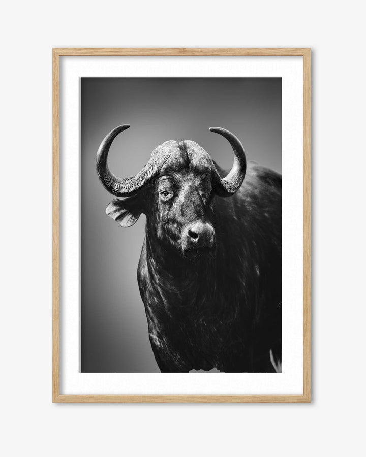 Framed black and white photograph of a buffalo on a gray background