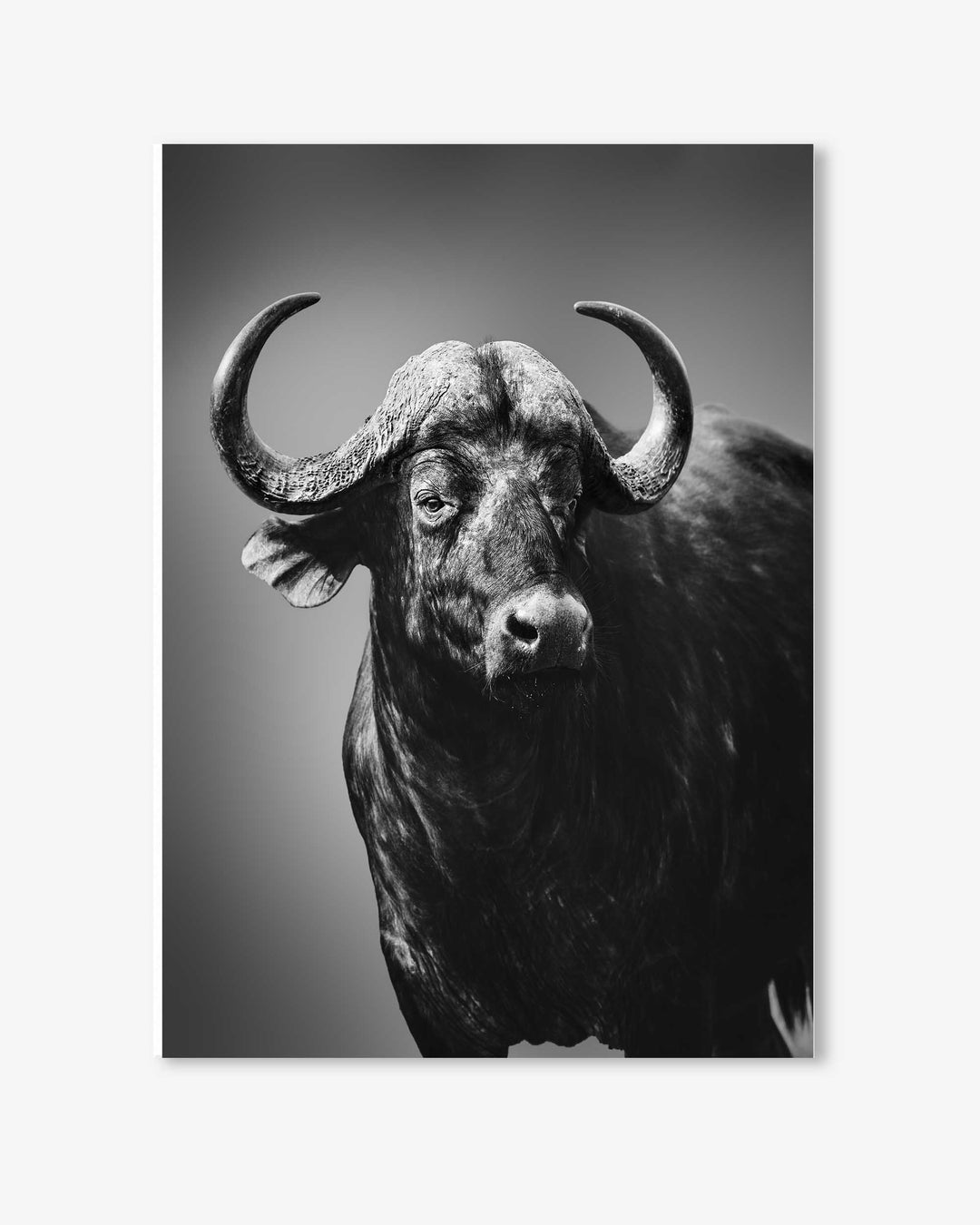 Black and white photo of a buffalo against a gradient background