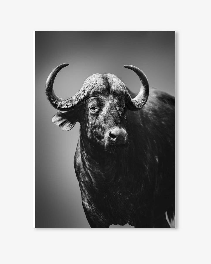 Black and white photo of a buffalo against a gradient background
