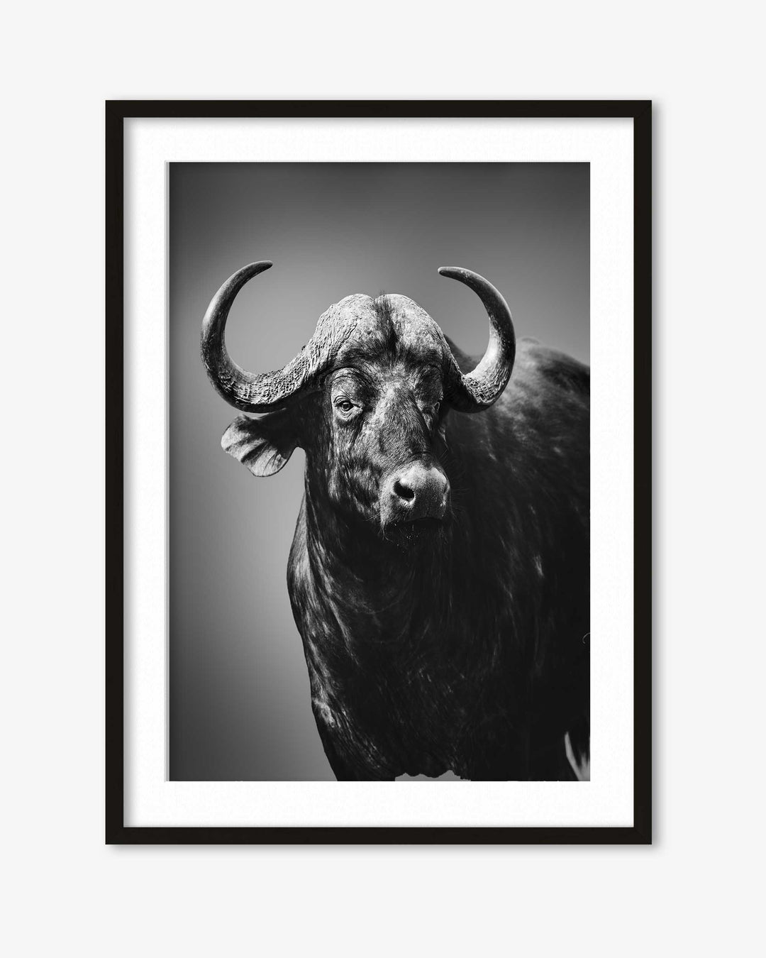 Framed black and white photograph of a buffalo on a plain background