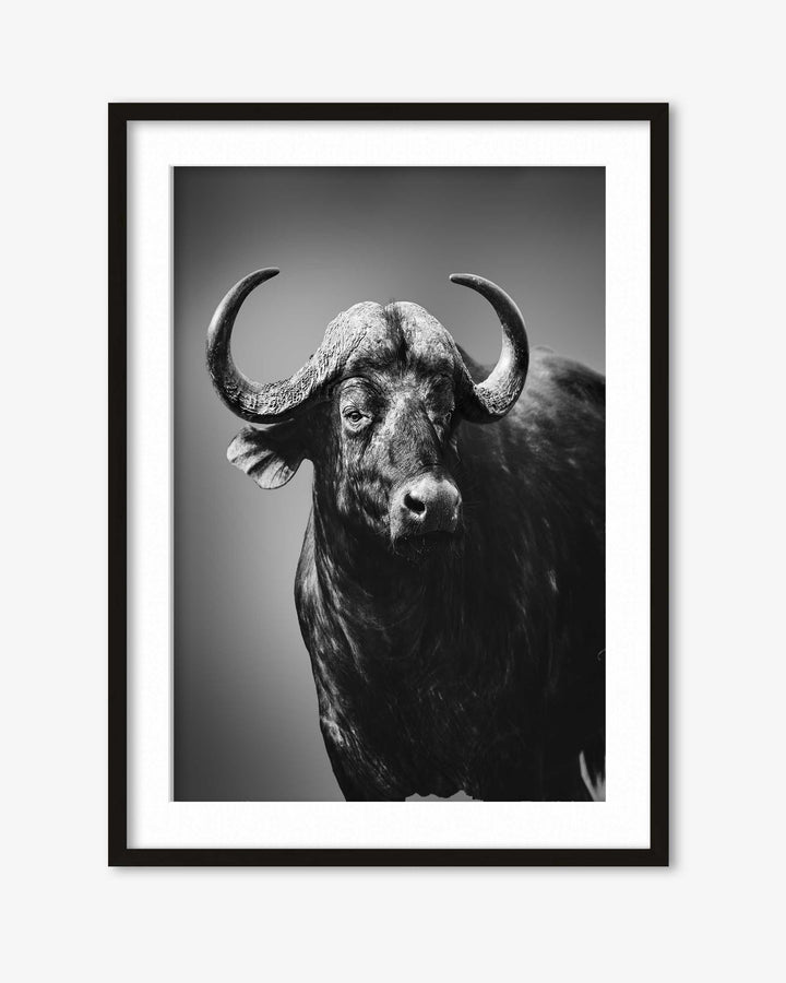 Framed black and white photograph of a buffalo on a plain background