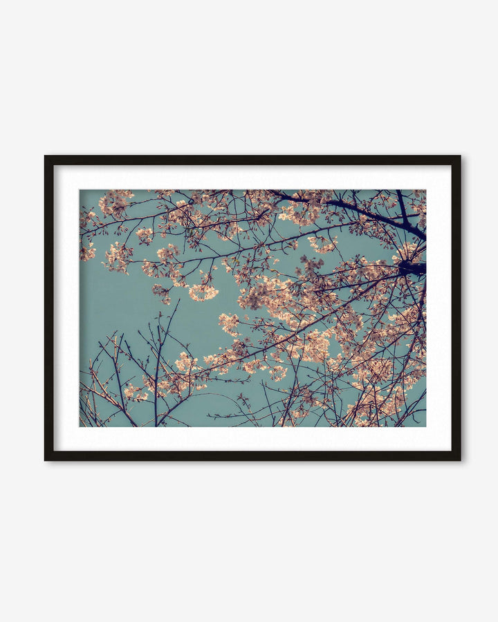 Cherry Blossom Wall Art Print