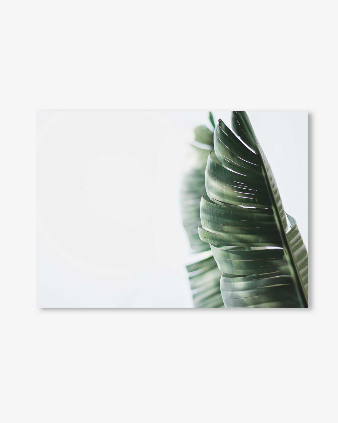 Contemporary Leaves Wall Art Print