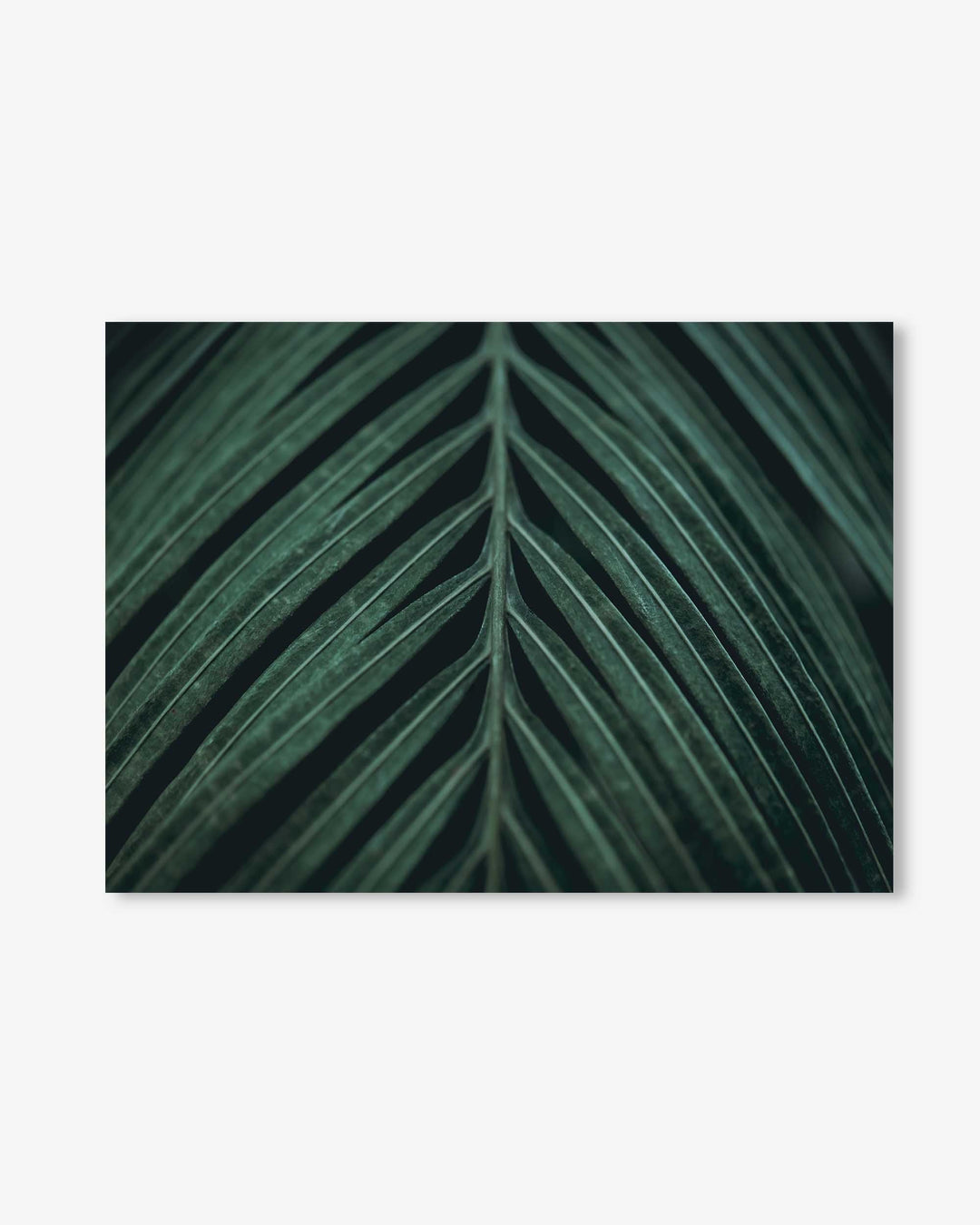 Tropical Leaf Wall Art Print