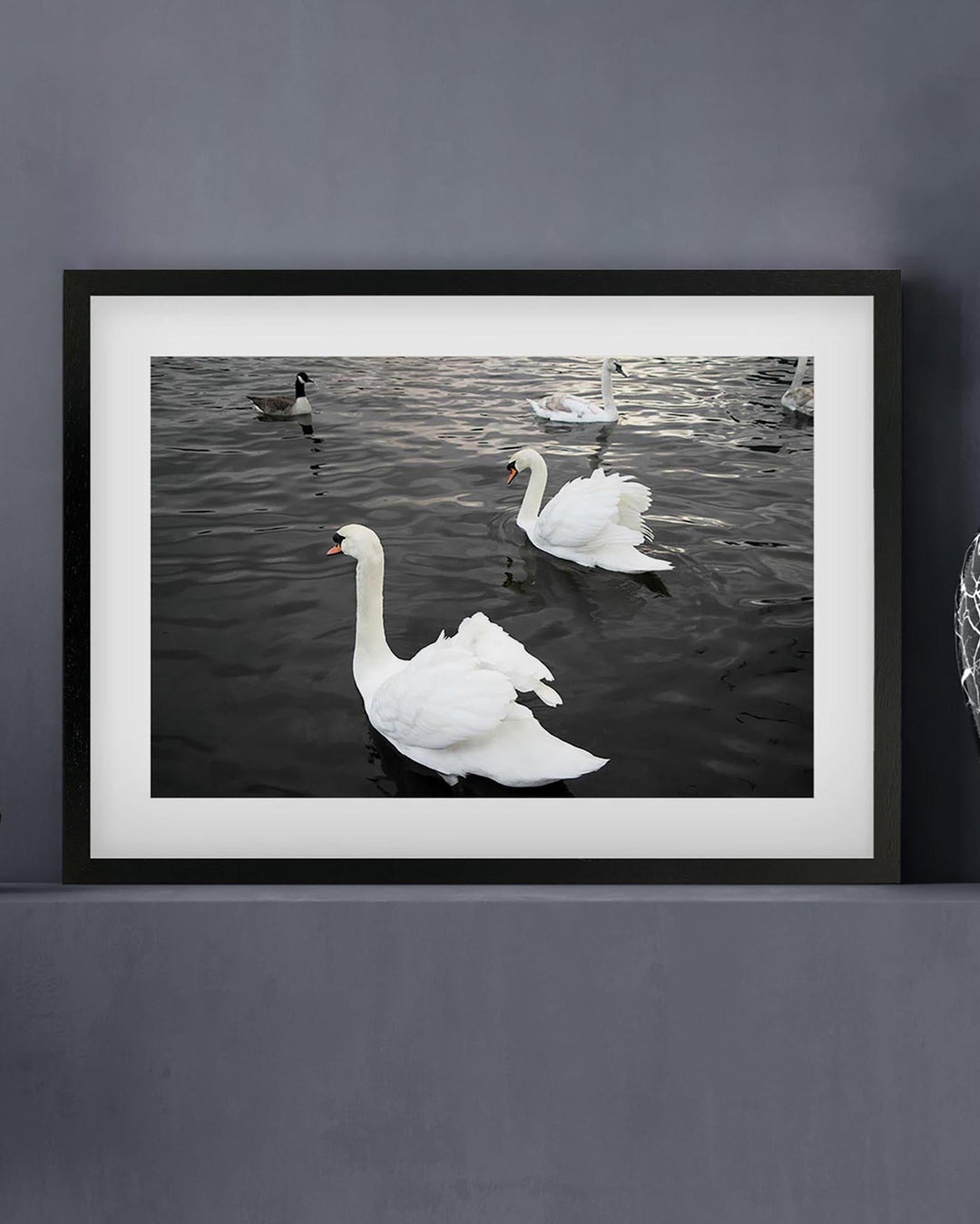 Framed photograph of swans on water with a black frame.