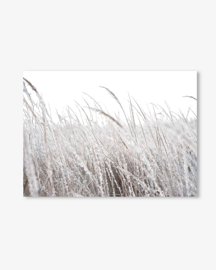 Frozen Grass Wall Art Print