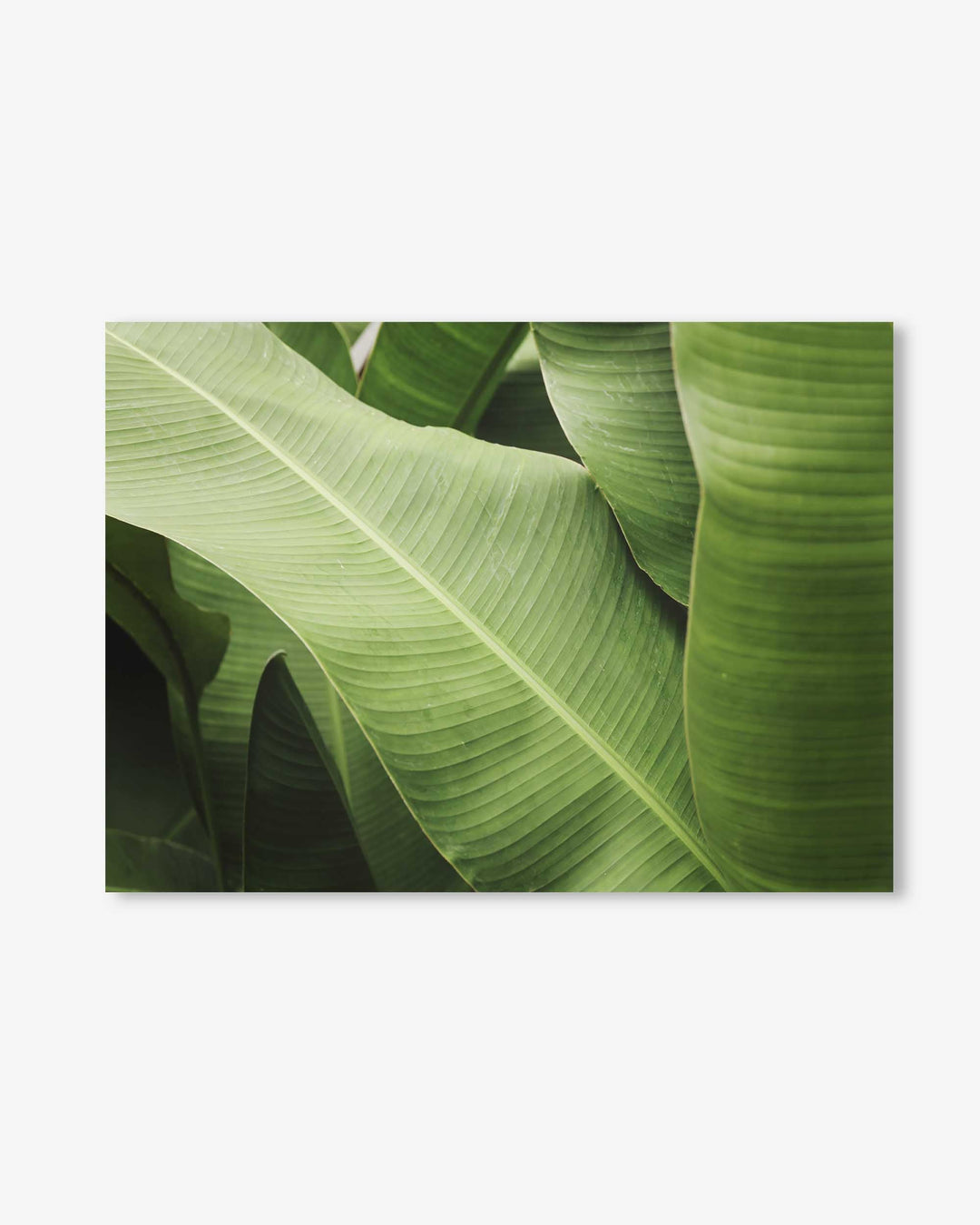 Green Botanical Wall Art Print