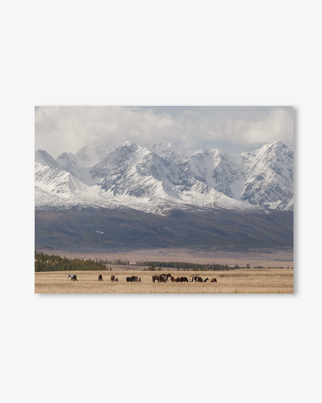 Horses In A Field Art Print