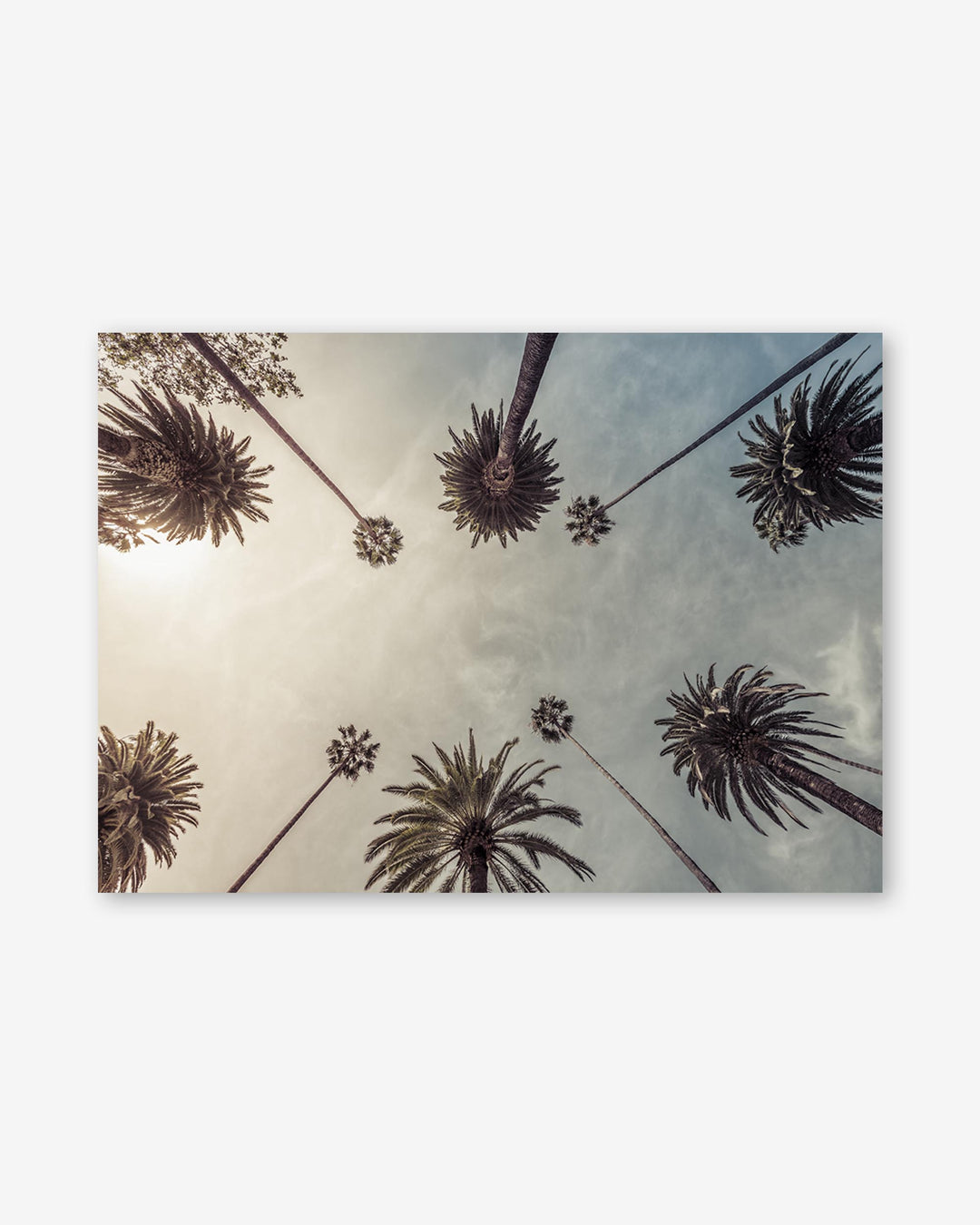 Palm Tree View Wall Art Print