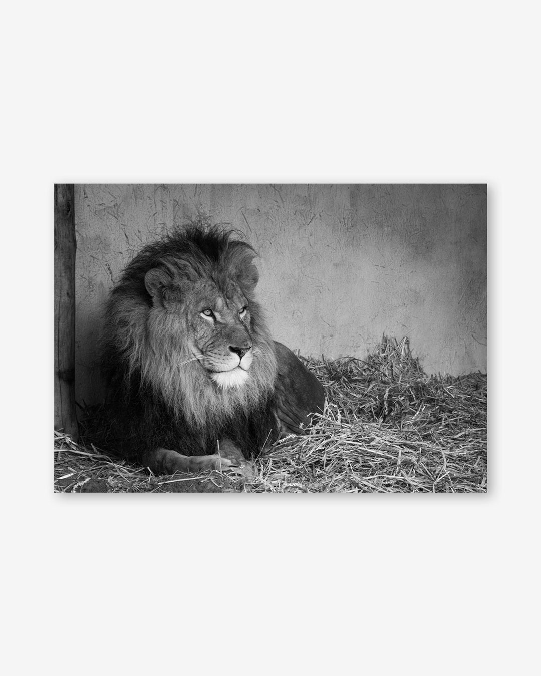 Lion's Den Art Print