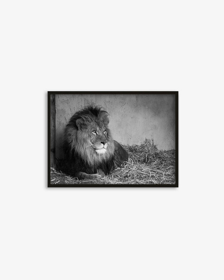 Lion's Den Art Print