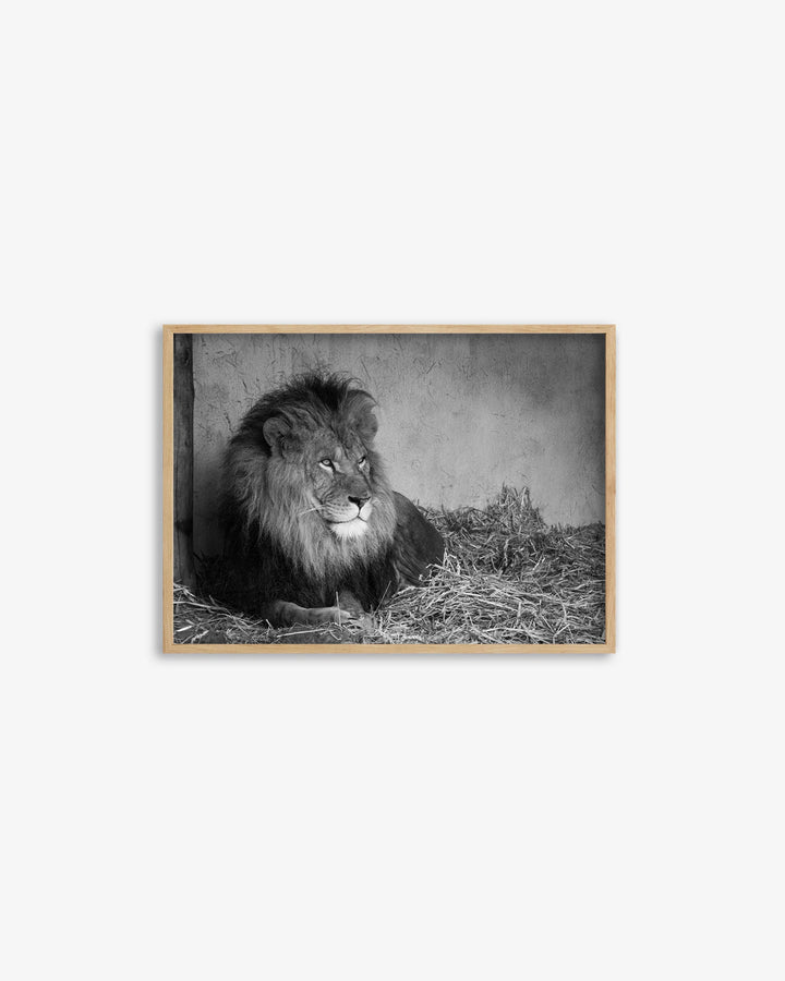 Lion's Den Art Print