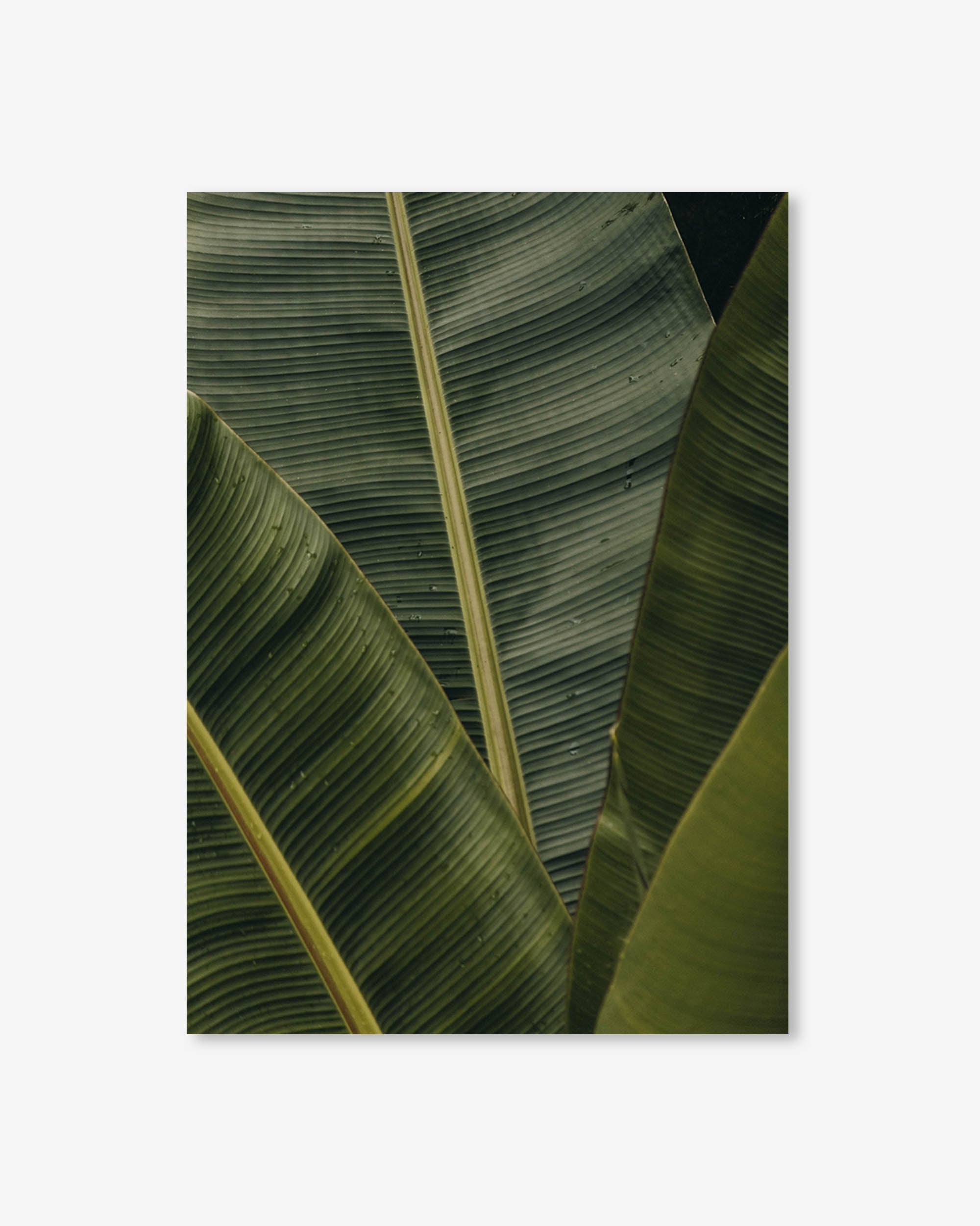 Botanical Portrait Wall Art Print