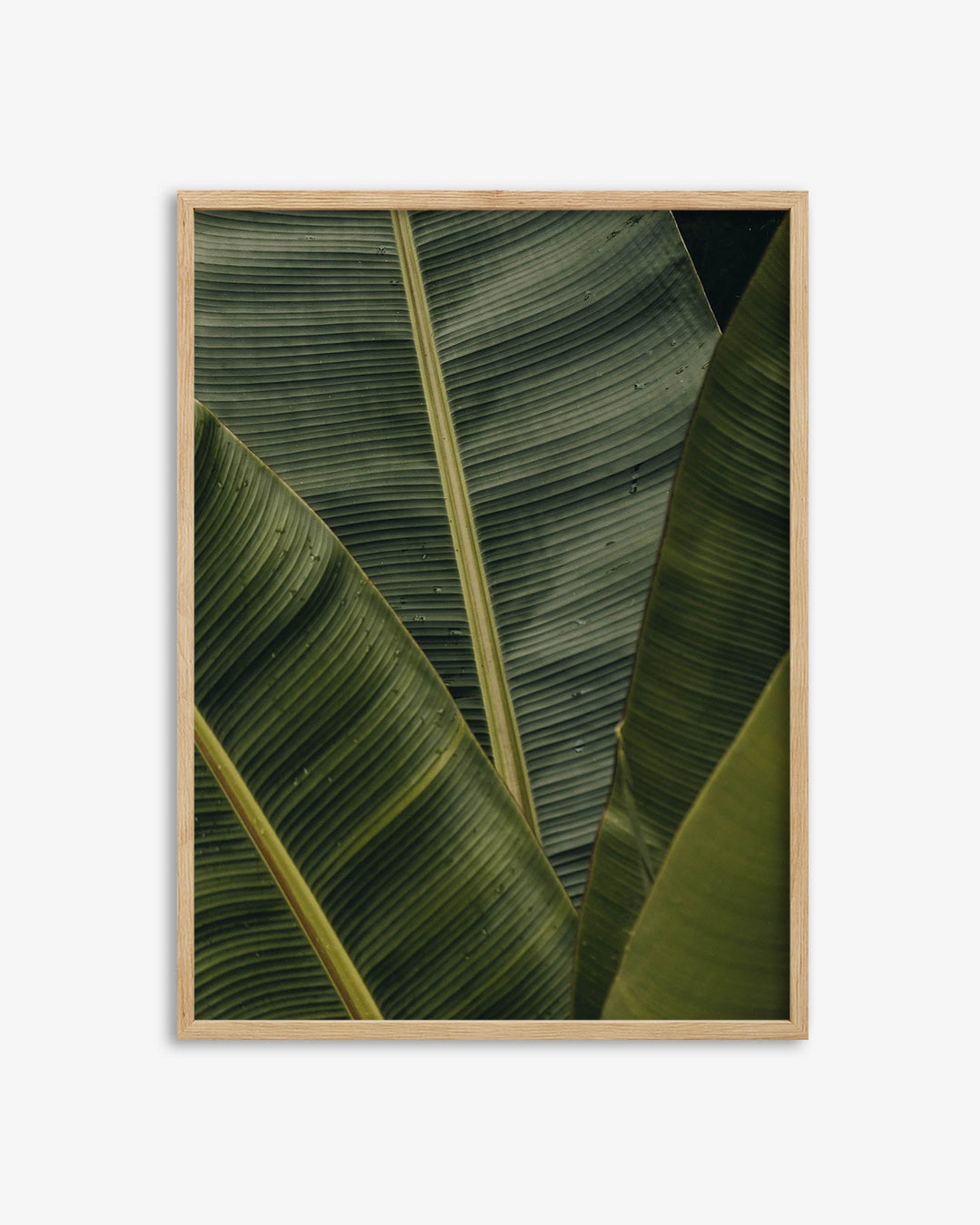 Botanical Portrait Wall Art Print