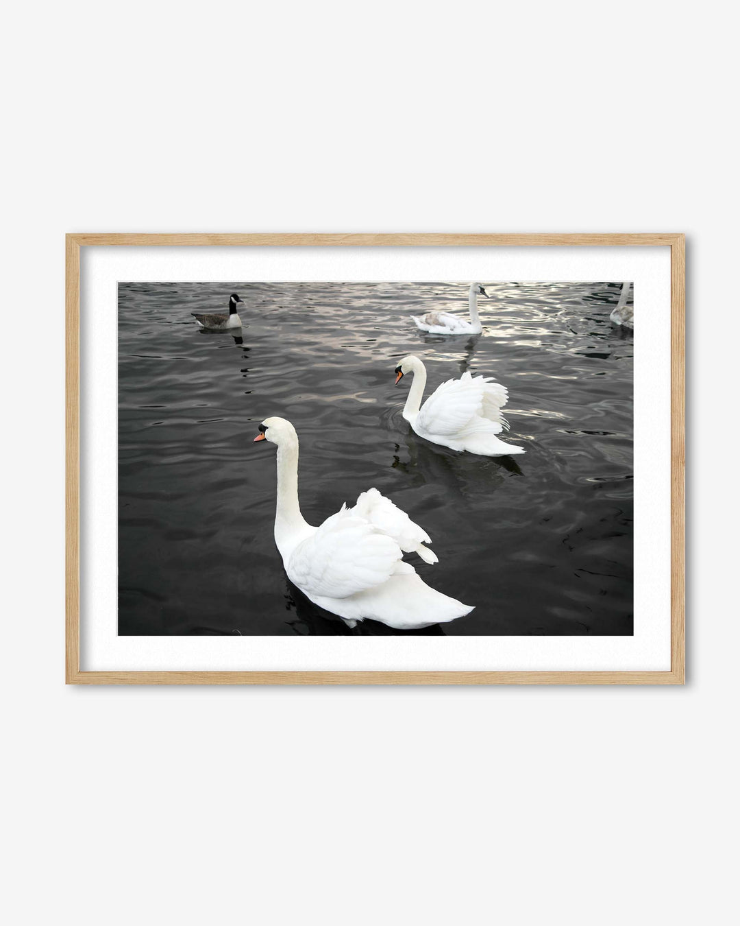 Framed photograph of two swans on water with a wooden frame.