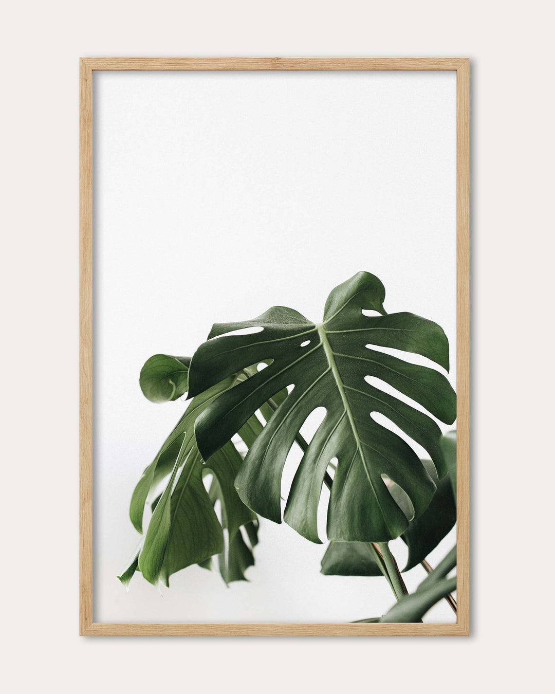 Monstera Swiss Cheese Plant Wall Art Print