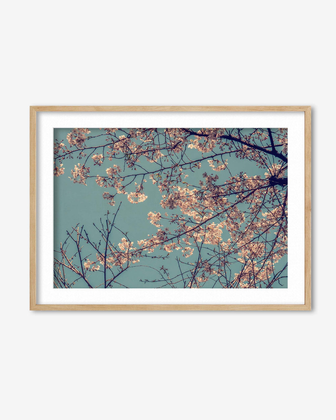 Cherry Blossom Wall Art Print