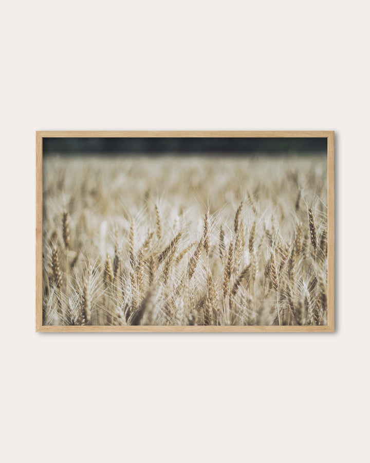 Wheat Field Wall Art Print