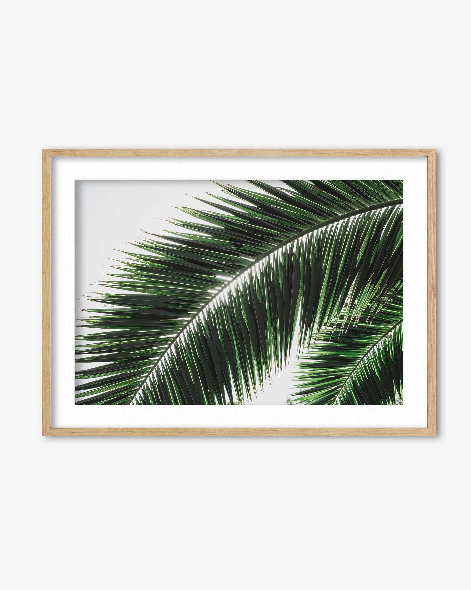 Framed photograph of a palm leaf on a white background