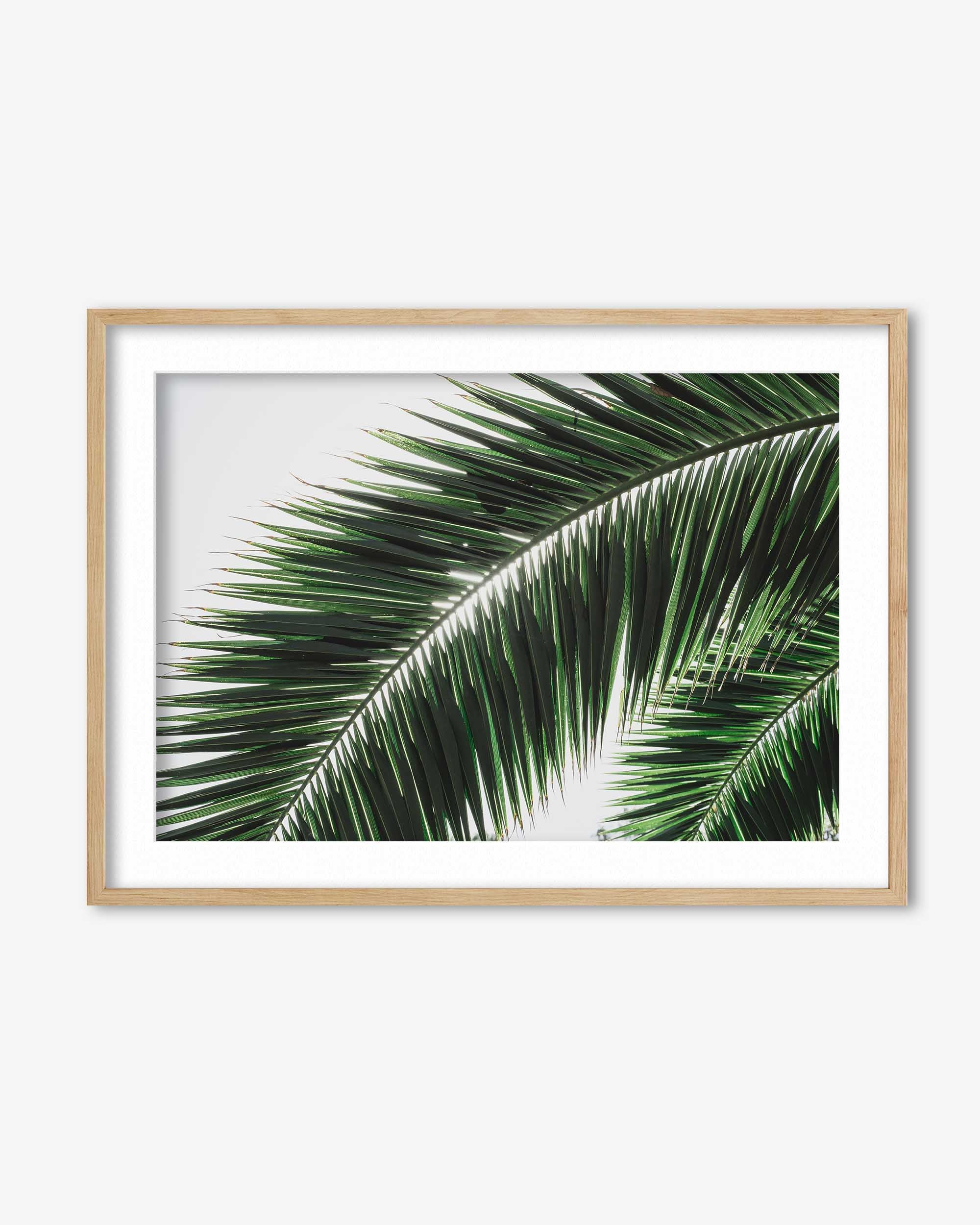 Framed photograph of a palm leaf on a white background