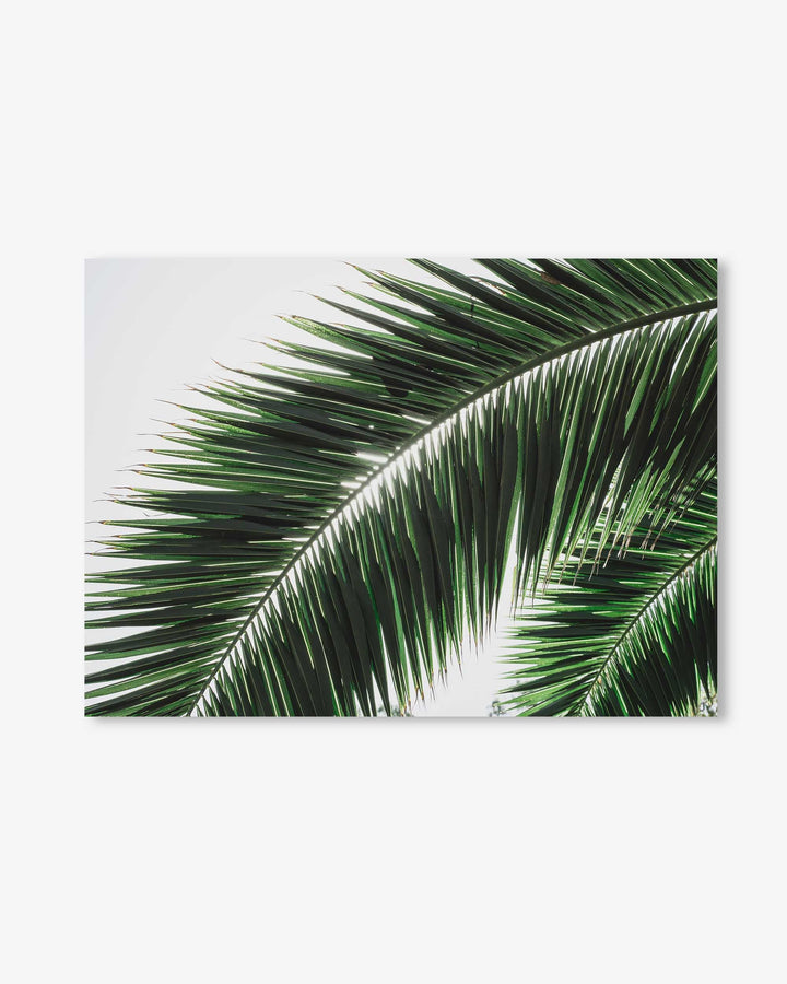 Botanical Palm Wall Art Print