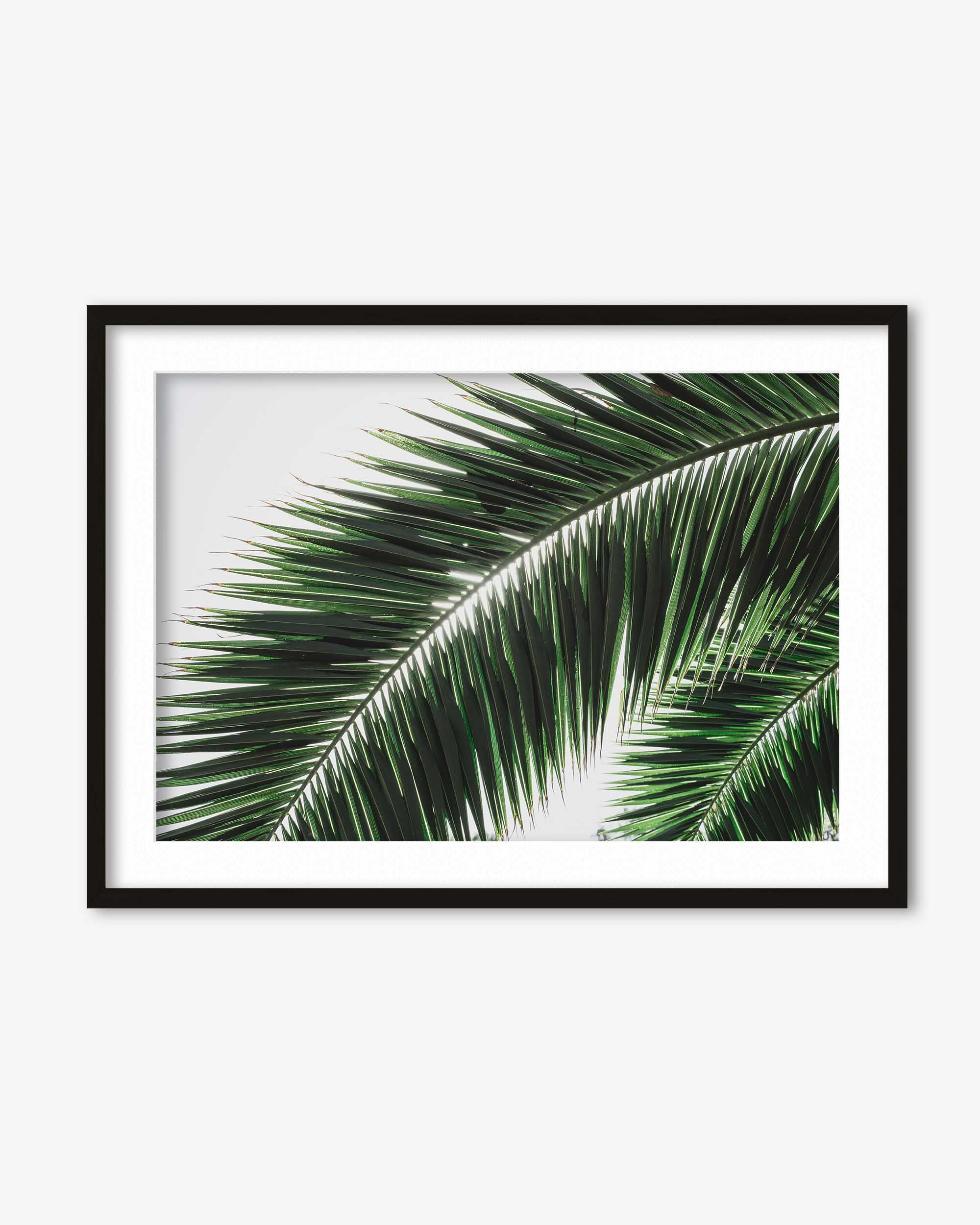 Framed photograph of a palm leaf on a white wall