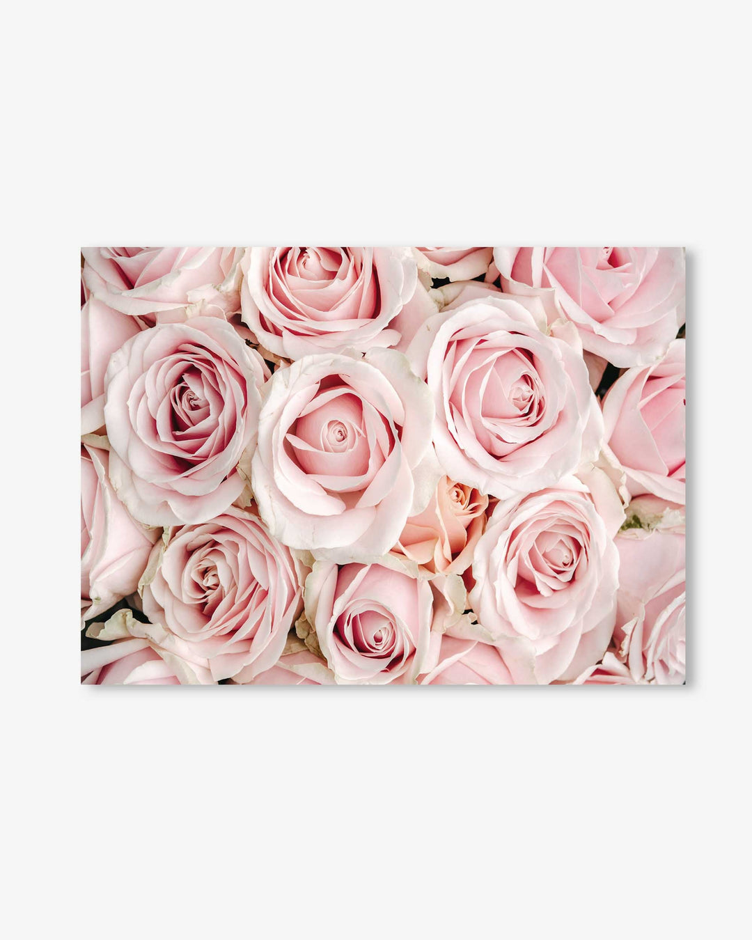 Pink Flowers Art Print