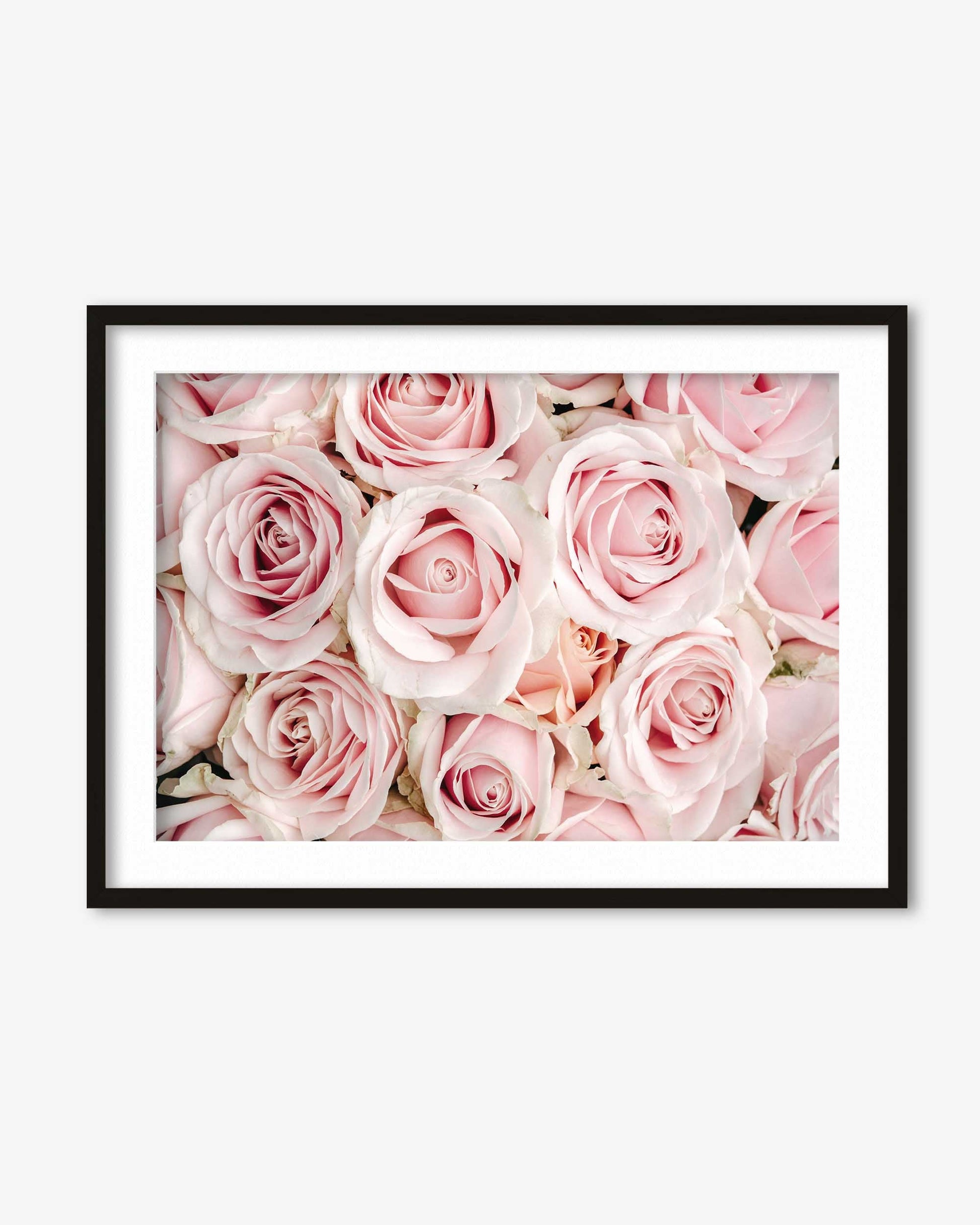 Framed print of pink roses on a white wall